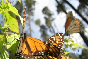 From Mexico City: 7-Day Monarch Butterfly Tour