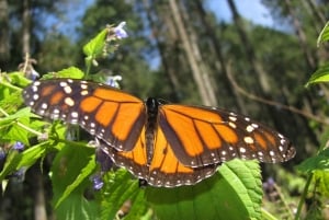 From Mexico City: 7-Day Monarch Butterfly Tour