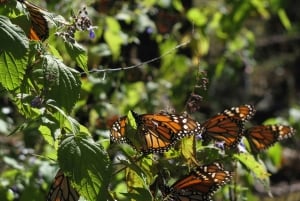 From Mexico City: 7-Day Monarch Butterfly Tour