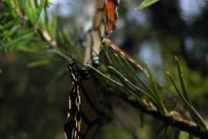 From Mexico City: 7-Day Monarch Butterfly Tour