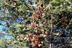 From Mexico City: Monarch Butterfly Sanctuary El Rosario Tour