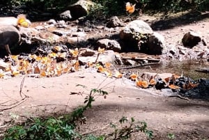 From Mexico City: Monarch Butterfly Sanctuary El Rosario Tour