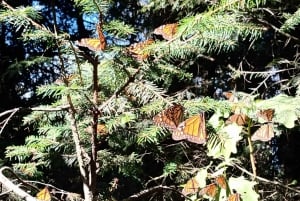 From Mexico City: Monarch Butterfly Sanctuary El Rosario Tour