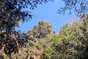 From Mexico City: Monarch Butterfly Sanctuary El Rosario Tour