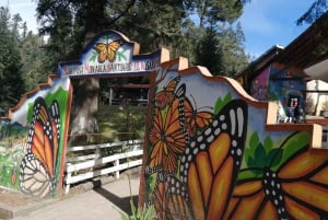 From Mexico City: Monarch Butterfly Sanctuary El Rosario Tour