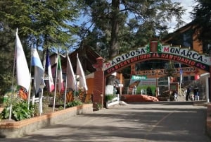 From Mexico City: Monarch Butterfly Sanctuary El Rosario Tour