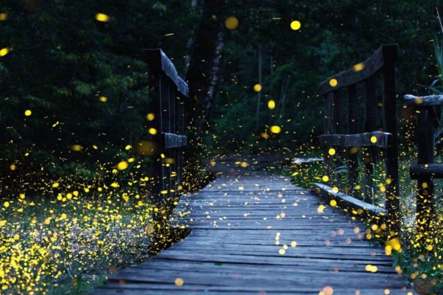 From Mexico City: Fireflies Sanctuary in Tlaxcala