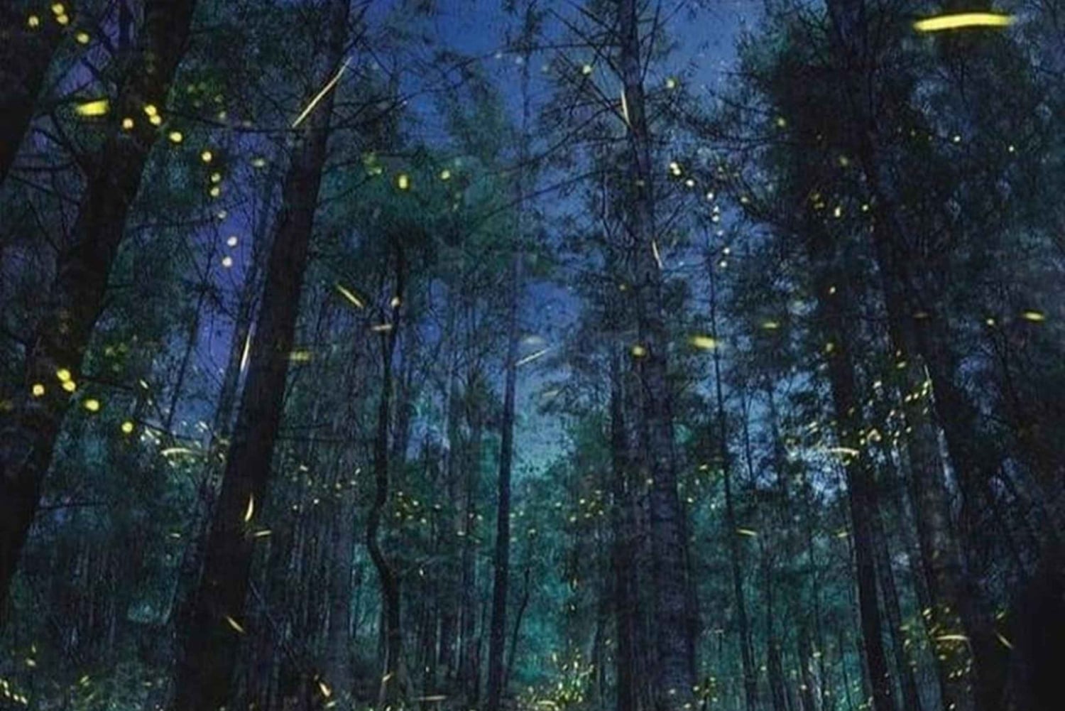 Desde CDMX: Santuario de las Luciérnagas en Tlaxcala -Camping Todo incluido