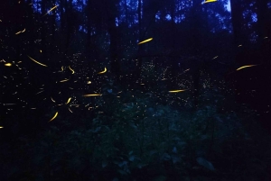 Desde CDMX: Santuario de las Luciérnagas en Tlaxcala -Camping Todo incluido