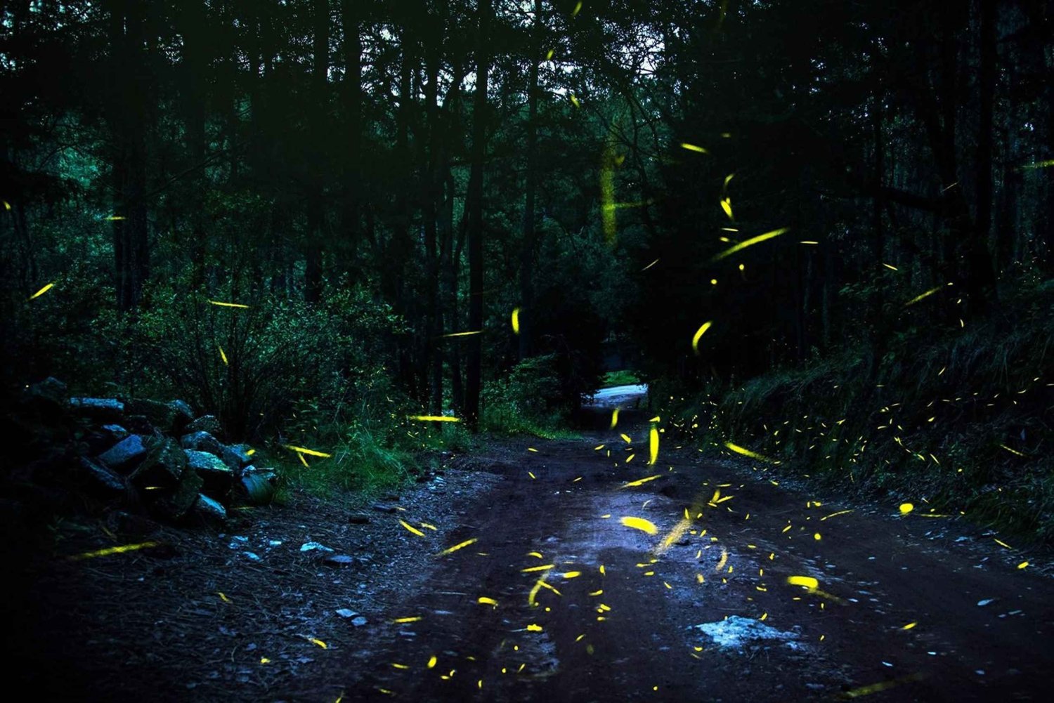From Mexico City: Firefly Tour in the Nanacamilpa Forest, Tlaxcala