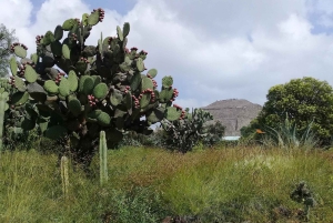 Ciudad de México: Tour a Pie Coyoacán Cultural Historia y Gastronomía.