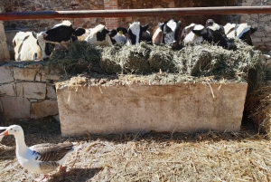 Desde Ciudad de México: Ruta gastronómica Vino, Queso y Arte por Queretaro