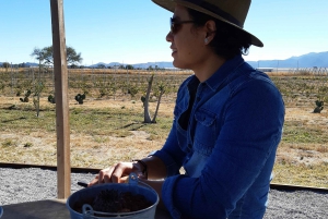 Desde Ciudad de México: Ruta gastronómica Vino, Queso y Arte por Queretaro