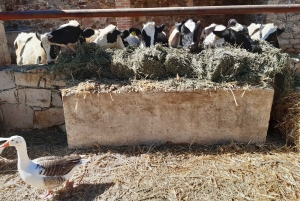 Desde Ciudad de México: Ruta gastronómica Vino, Queso y Arte por Queretaro