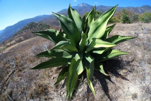 From Oaxaca: Hierve el Agua Hike and Mezcal Tour