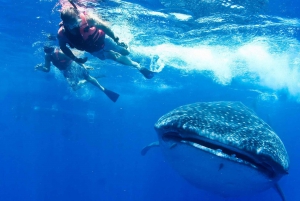 From Playa del Carmen or Cancun: Swim with Whale Sharks
