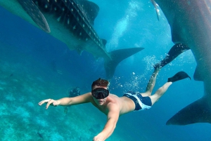 From Playa del Carmen or Cancun: Swim with Whale Sharks