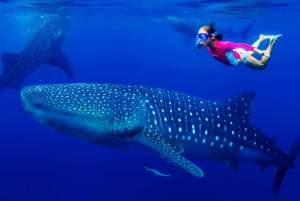 From Playa del Carmen or Cancun: Swim with Whale Sharks