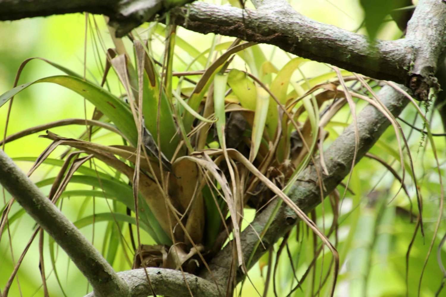 From Puerto Vallarta: 2-Hour Guided Sierra Vallejo Hike