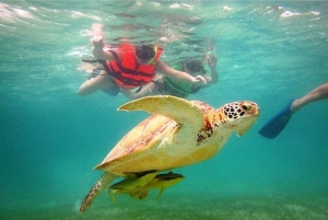 From Riviera Maya: Cenotes & Akumal Turtle Swim Trip