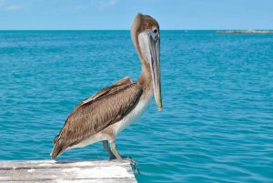 From Riviera Maya: Day Tour to Contoy and Isla Mujeres