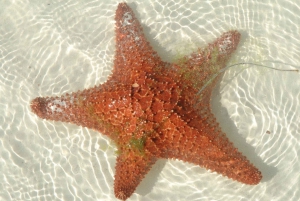 From Riviera Maya: Day Tour to Contoy and Isla Mujeres