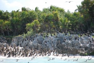 Desde la Riviera Maya: Excursión de un día a Isla Contoy e Isla Mujeres