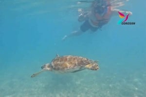 Riviera Maya: Private Tour Tulum Ruins, Cenotes, Swimming with Turtles