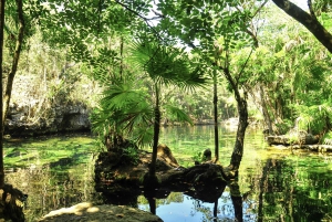From Riviera Maya: Turtles & Cenotes Adventure Half-Day Tour