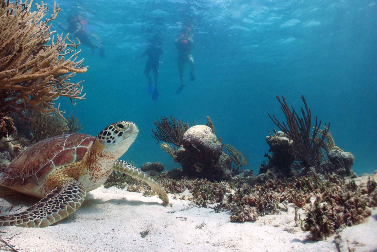 Riviera Maya: Tulum Guided Tour and Akumal Swim with Turtles