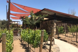 From Tijuana: Valle de Guadalupe Private Winery Tour