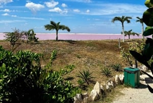 Desde Valladolid: Tour Privado Rio Lagartos, Coloradas, Ek Balam y Cenote