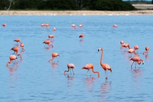 Desde Valladolid: Excursión de un día a Río Lagartos y Ek Balam