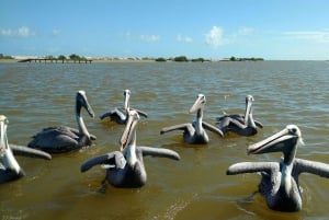 Desde Valladolid: Excursión de un día a Río Lagartos y Ek Balam