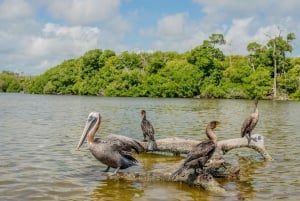 Desde Valladolid: Excursión de un día a Río Lagartos y Ek Balam