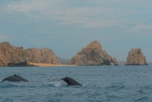 Glass bottom boat whale watching