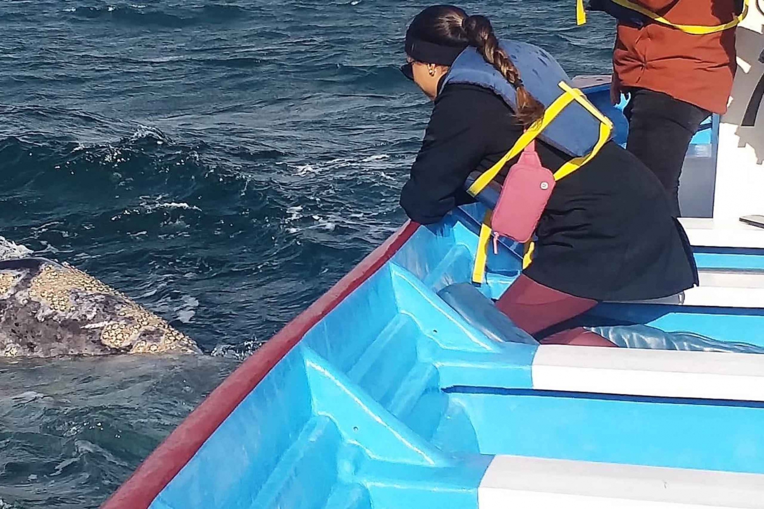 Observación de Ballenas Grises en Bahía Mag Desde Loreto