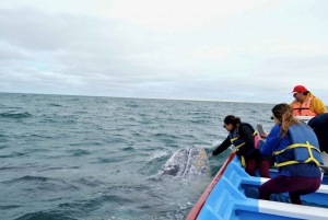 Observación de Ballenas Grises en Bahía Mag Desde Loreto