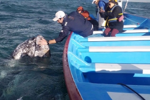 Observación de Ballenas Grises en Bahía Mag Desde Loreto