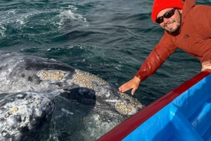 Observación de Ballenas Grises en Bahía Mag Desde Loreto