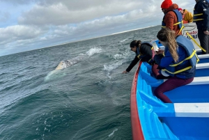 Observación de Ballenas Grises en Bahía Mag Desde Loreto