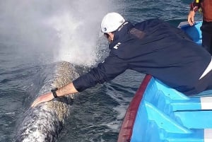 Observación de Ballenas Grises en Bahía Mag Desde Loreto