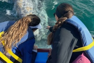 Observación de Ballenas Grises en Bahía Mag Desde Loreto