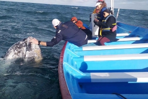 Observación de Ballenas Grises en Bahía Mag Desde Loreto