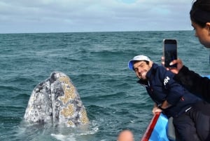 Observación de Ballenas Grises en Bahía Mag Desde Loreto