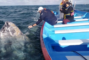 Observación de Ballenas Grises en Bahía Mag Desde Loreto