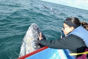 Observación de Ballenas Grises en Bahía Mag Desde Loreto