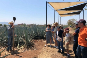 Guadalajara: Tour del Tequila Premium con Catas y Maridajes