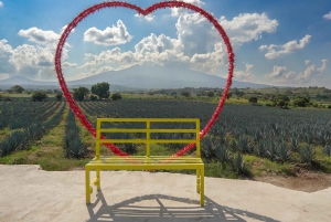 Guadalajara: Tour del Tequila Premium con Catas y Maridajes