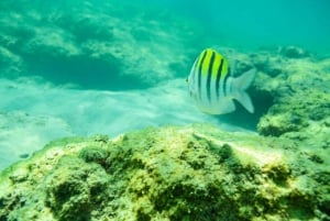 Half Day Guided Snorkel Tour in Los Cabos